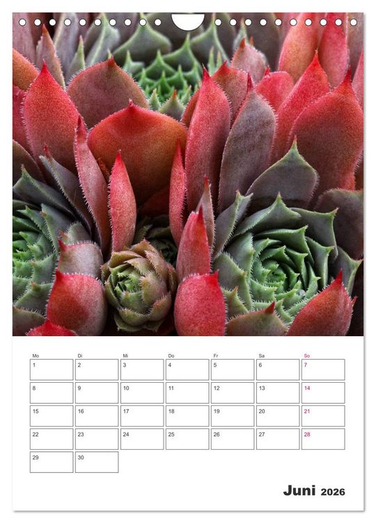 Produktbild: Ich liebe Sempervivum (Wandkalender 2026 DIN A4 hoch), CALVENDO Monatskalender