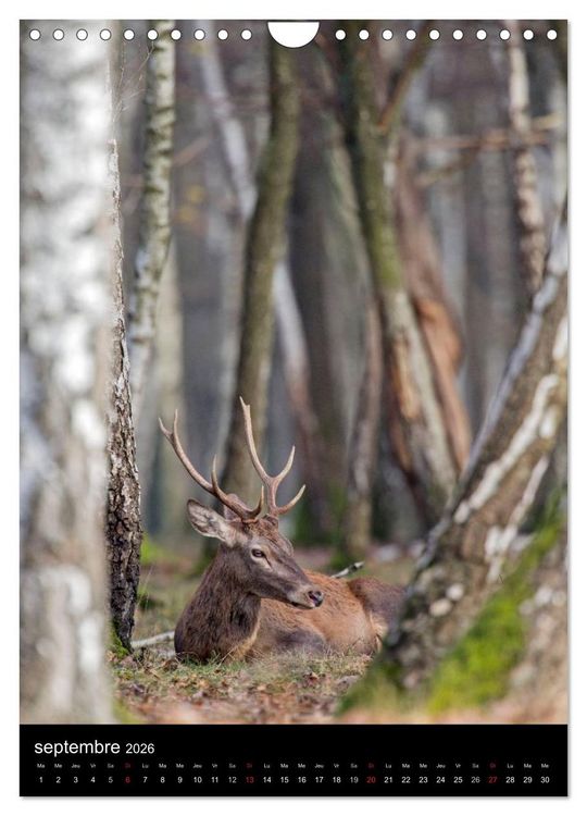 Produktbild: LE CERF EN FRANCE (Calendrier mural 2026 DIN A4 horizontal), CALVENDO calendrier mensuel