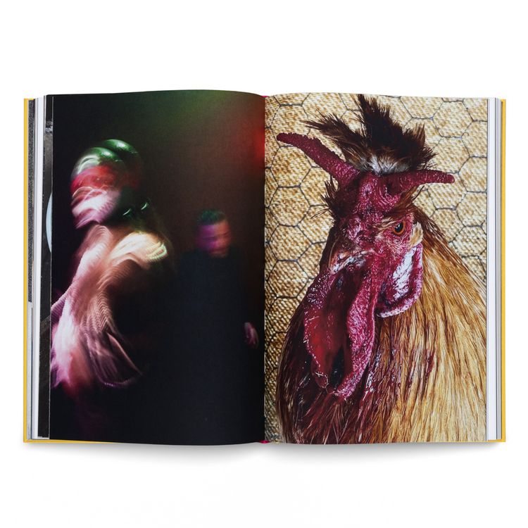 Produktbild: Sandra Knecht. Home Is a Foreign Place