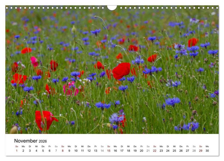 Produktbild: Klosterinsel Reichenau - UNESCO-Welterbe am Bodensee (Wandkalender 2026 DIN A3 quer), CALVENDO Monatskalender