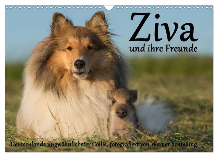 Produktbild: Ziva und ihre Freunde (Wandkalender 2026 DIN A3 quer), CALVENDO Monatskalender