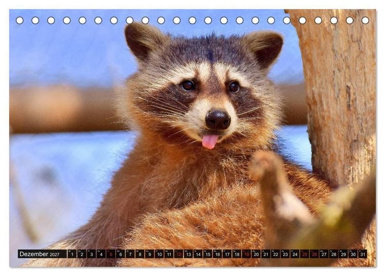 Produktbild: Abneigung und Ekel. Die unbeliebtesten Tiere (Tischkalender 2027 DIN A5 quer), CALVENDO Monatskalender