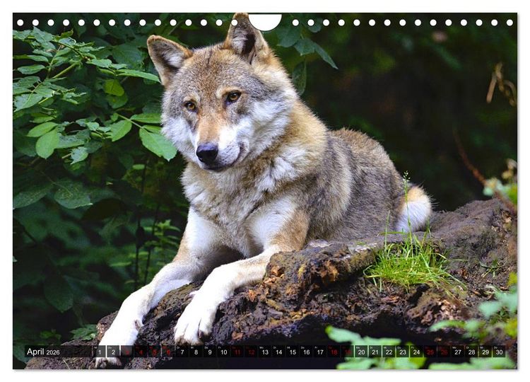 Produktbild: Begegnung mit dem Wolf (Wandkalender 2026 DIN A4 quer), CALVENDO Monatskalender