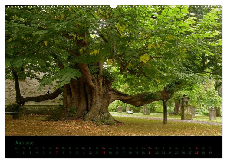Produktbild: Baumgefl&uuml;ster (Wandkalender 2026 DIN A2 quer), CALVENDO Monatskalender
