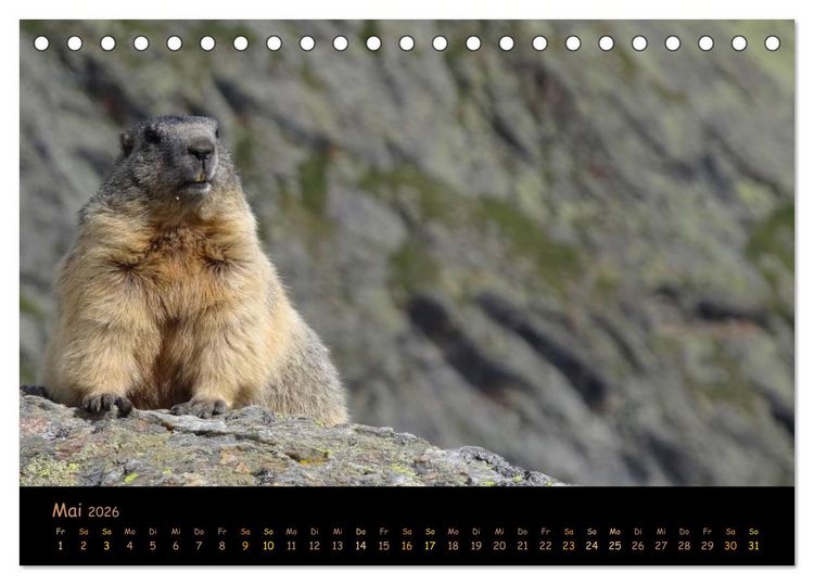 Produktbild: Wildlife - Verspielte Murmeltiere (Tischkalender 2026 DIN A5 quer), CALVENDO Monatskalender