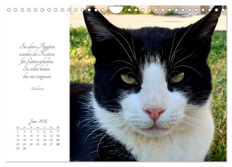 Produktbild: Catlovers - Ein Jahr voller Samtpfoten und charmanten Weisheiten (Wandkalender 2026 DIN A4 quer), CALVENDO Monatskalender