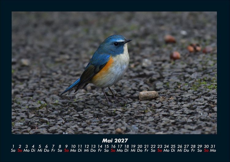 Produktbild: Vogelparadies 2027 Fotokalender DIN A4