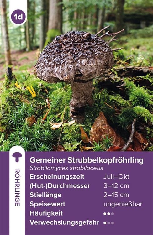 Produktbild: Einheimische Pilze &ndash; das Quartett-Spiel