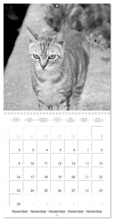 Produktbild: Black and white cat whispers (Wall Calendar 2026 12 &times; 12 Inch) CALVENDO 12 Month Wall Calendar