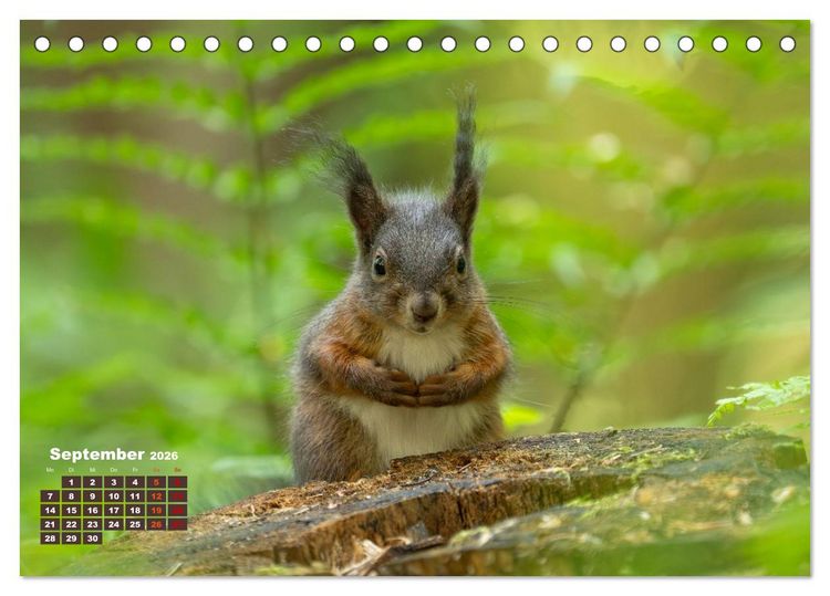 Produktbild: Das Eurasische Eichh&ouml;rnchen - Kunterbuntes Waldtreiben (Tischkalender 2026 DIN A5 quer), CALVENDO Monatskalender