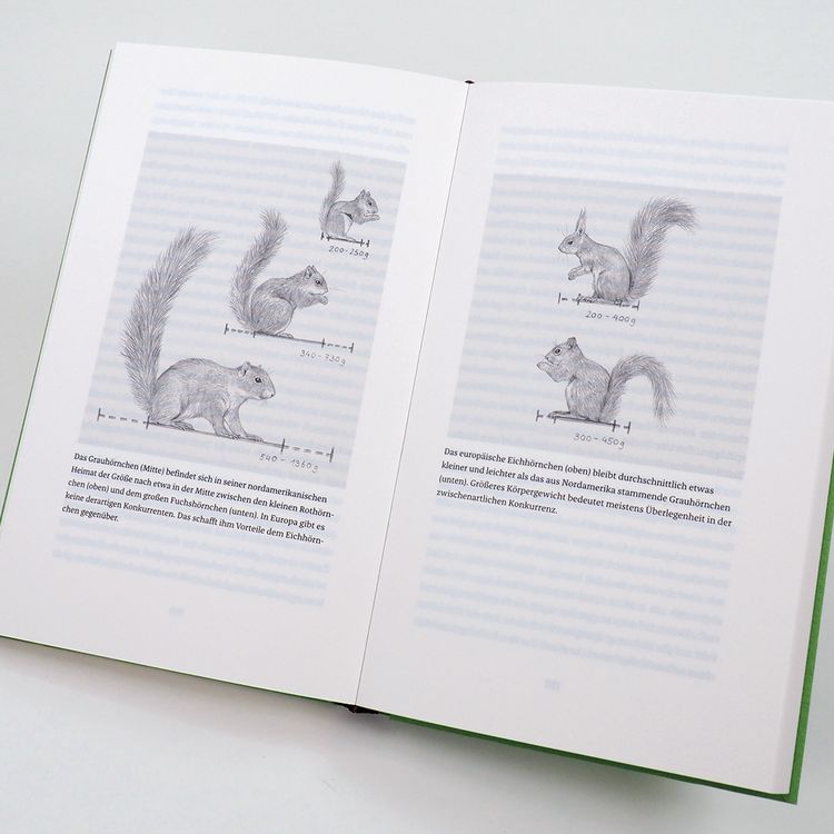 Produktbild: Das Leben der Eichh&ouml;rnchen