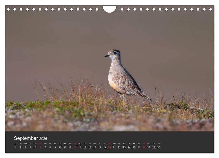Produktbild: V&ouml;gel im Norden Europas (Wandkalender 2026 DIN A4 quer), CALVENDO Monatskalender