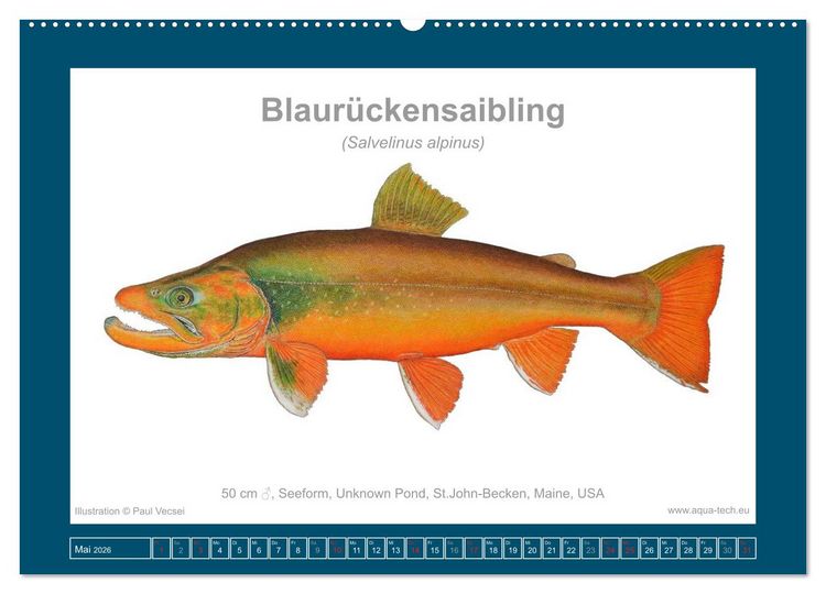 Produktbild: Fisch als Kunst 2026: Amerikanische Saiblinge (Wandkalender 2026 DIN A2 quer), CALVENDO Monatskalender
