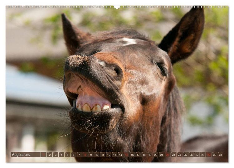 Produktbild: Das Lachen der Pferde - Lustige Gesichter (hochwertiger Premium Wandkalender 2027 DIN A2 quer), Kunstdruck in Hochglanz