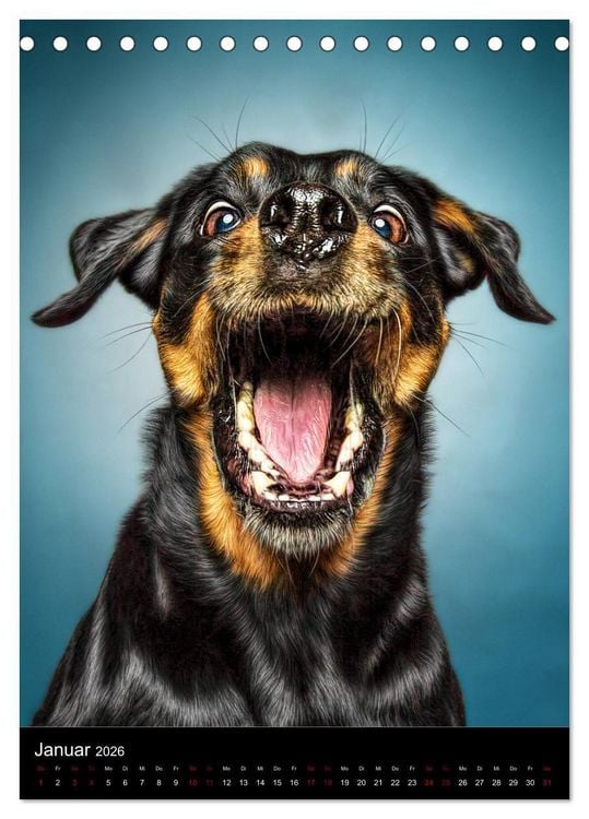Produktbild: Funny Faces - Lustige Hundebilder (Tischkalender 2026 DIN A5 hoch), CALVENDO Monatskalender