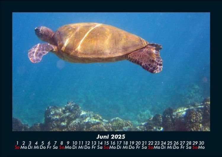 Produktbild: Schildkr&ouml;tenzauber 2025 Fotokalender DIN A5