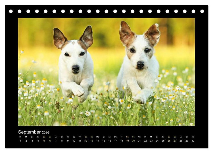 Produktbild: Die Parsons (Tischkalender 2026 DIN A5 quer), CALVENDO Monatskalender