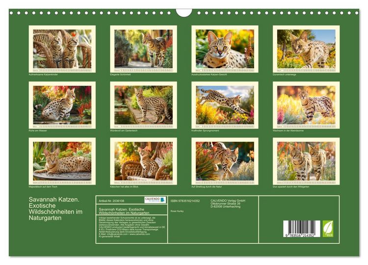 Produktbild: Savannah Katzen. Exotische Wildsch&ouml;nheiten im Naturgarten (Wandkalender 2026 DIN A3 quer), CALVENDO Monatskalender