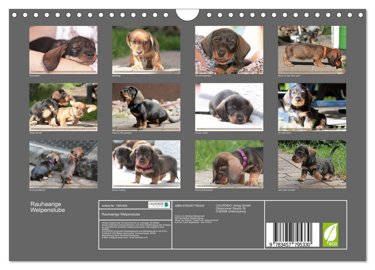 Produktbild: Rauhaarige Welpenstube (Wandkalender 2026 DIN A4 quer), CALVENDO Monatskalender