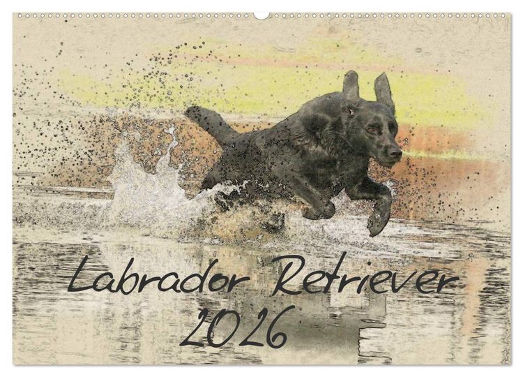 Produktbild: Labrador Retriever 2026 (Wandkalender 2026 DIN A2 quer), CALVENDO Monatskalender