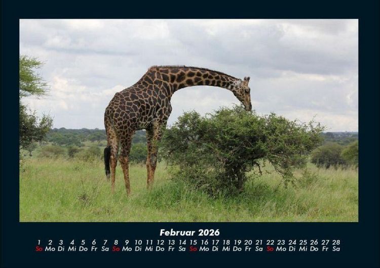 Produktbild: Giraffen 2026 Fotokalender DIN A4