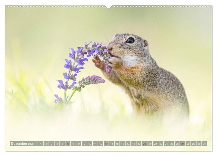 Produktbild: Liebenswerte Ziesel - vom Aussterben bedrohte Nagetiere (Wandkalender 2026 DIN A2 quer), CALVENDO Monatskalender