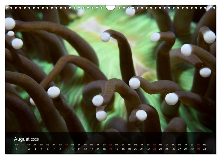 Produktbild: Unterwasser Strukuren (Wandkalender 2026 DIN A3 quer), CALVENDO Monatskalender