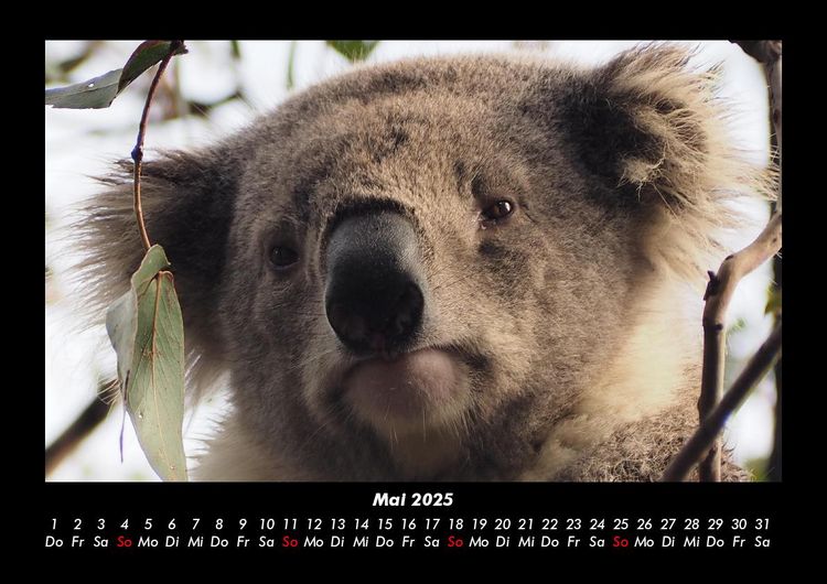 Produktbild: Koala 2025 Fotokalender DIN A3