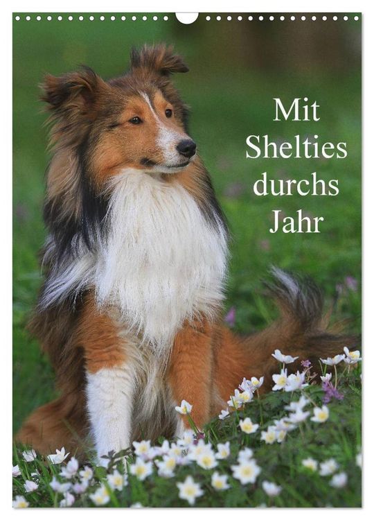 Produktbild: Mit Shelties durchs Jahr (Wandkalender 2026 DIN A3 hoch), CALVENDO Monatskalender