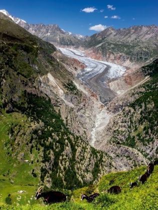 Produktbild: CALVENDO Puzzle Fieschergletscher (Wallis - Schweiz) | 1000 Teile Lege-Gr&ouml;&szlig;e 64x48cm Foto-Puzzle f&uuml;r gl&uuml;ckliche Stunden