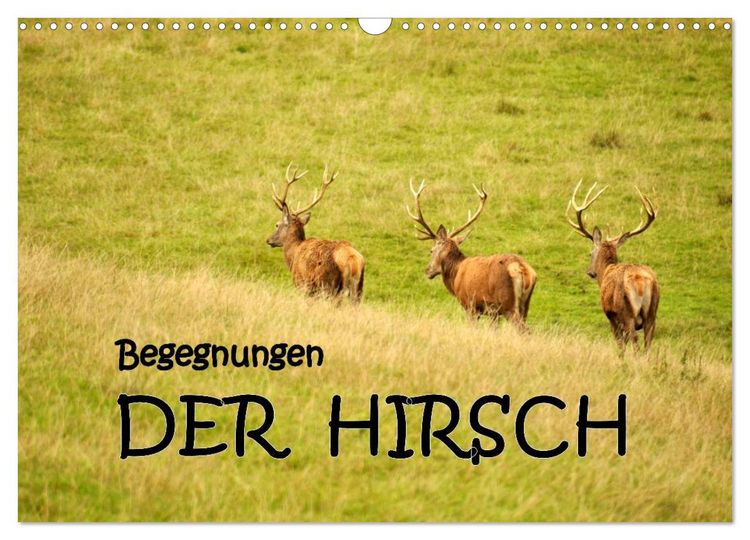 Produktbild: Begegnungen. DER HIRSCH (Wandkalender 2026 DIN A3 quer), CALVENDO Monatskalender