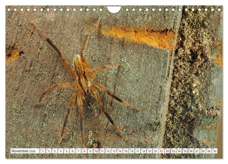 Produktbild: Nosferatu und Co. (Wandkalender 2026 DIN A4 quer), CALVENDO Monatskalender