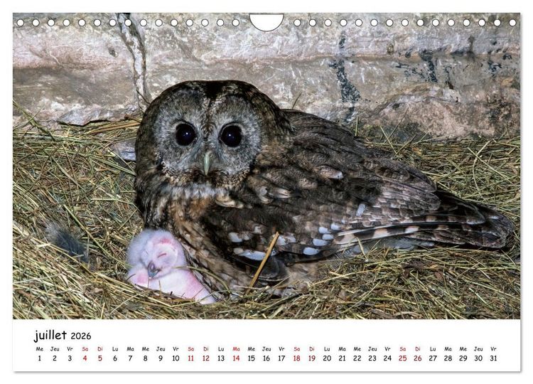 Produktbild: La vie des chouettes, les dames de la nuit (Calendrier mural 2026 DIN A4 vertical), CALVENDO calendrier mensuel