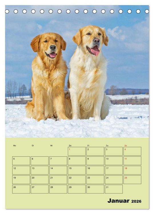 Produktbild: Jahresplaner Golden Retriever (Tischkalender 2026 DIN A5 hoch), CALVENDO Monatskalender