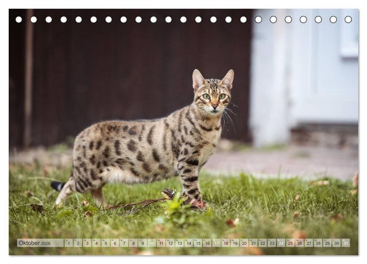 Produktbild: Wildes Wohnzimmer - Die Bengalkatze (Tischkalender 2026 DIN A5 quer), CALVENDO Monatskalender