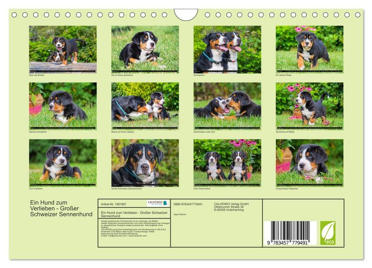 Produktbild: Ein Hund zum Verlieben - Gro&szlig;er Schweizer Sennenhund (Wandkalender 2026 DIN A4 quer), CALVENDO Monatskalender