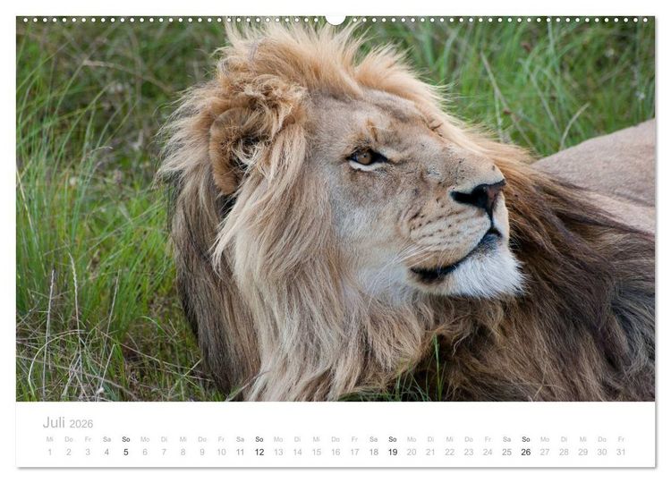 Produktbild: Tierische Gl&uuml;cksmomente mit Weisheiten (hochwertiger Premium Wandkalender 2026 DIN A2 quer), Kunstdruck in Hochglanz