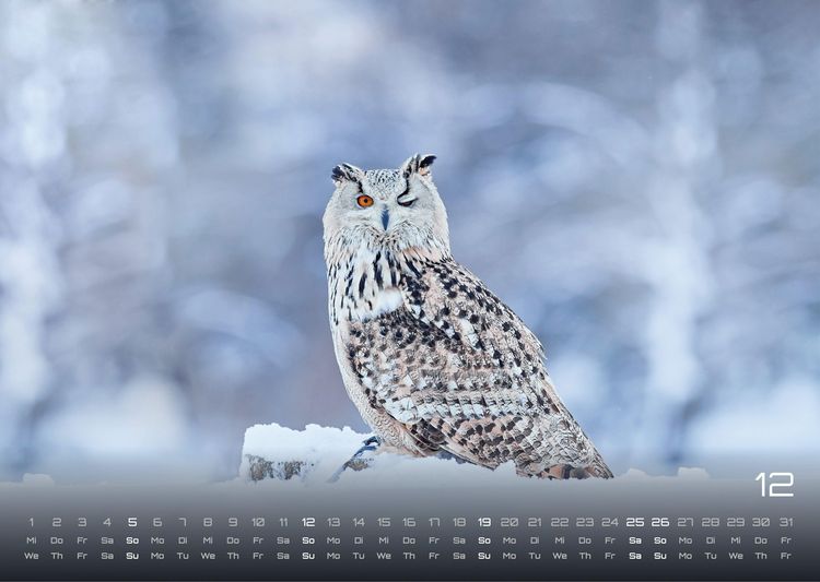 Produktbild: Eulen - W&auml;chter der Nacht - 2027 - Kalender DIN A3