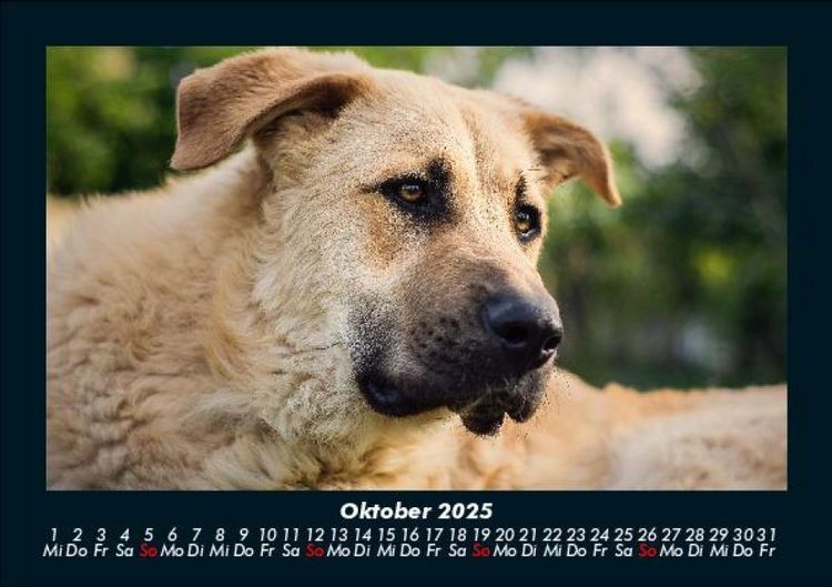 Produktbild: Hunde 2025 Fotokalender DIN A5