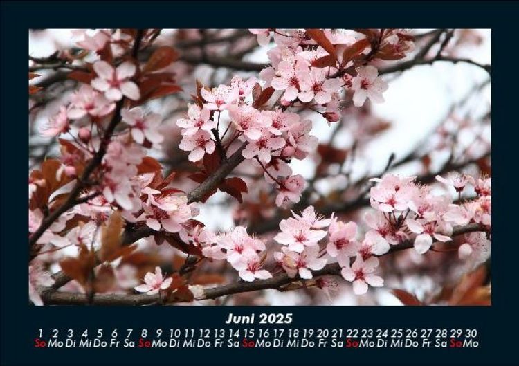 Produktbild: Blumenkalender 2025 Fotokalender DIN A5