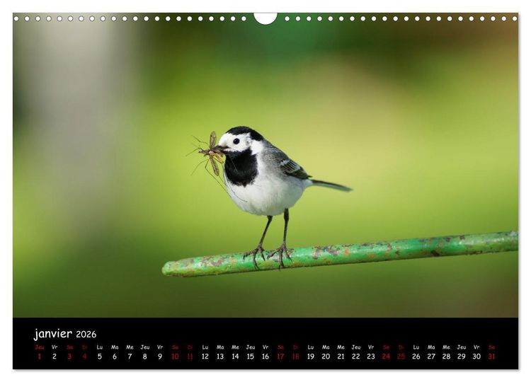 Produktbild: La nature pr&egrave;s de chez vous (Calendrier mural 2026 DIN A3 vertical), CALVENDO calendrier mensuel