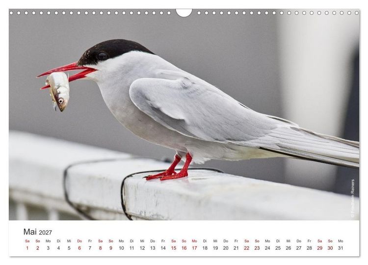 Produktbild: Halbinsel Eiderstedt - Momente der Natur (Wandkalender 2027 DIN A3 quer), CALVENDO Monatskalender