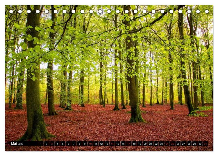 Produktbild: Zauberhafter Sachsenwald (Tischkalender 2026 DIN A5 quer), CALVENDO Monatskalender