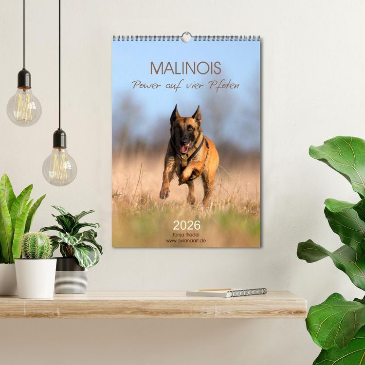 Produktbild: Malinois Power auf vier Pfoten (Wandkalender 2026 DIN A3 hoch), CALVENDO Monatskalender
