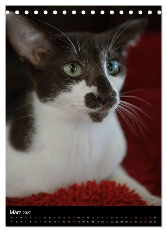 Produktbild: Orientalische Katzen 2027 (Tischkalender 2027 DIN A5 hoch), CALVENDO Monatskalender