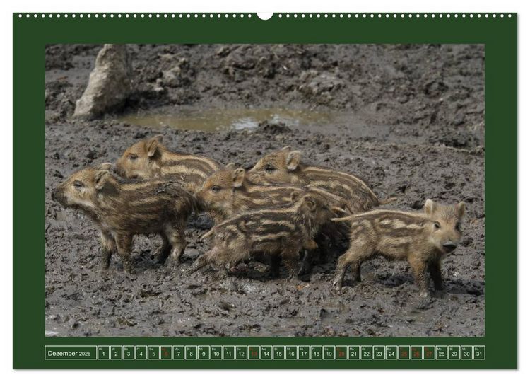 Produktbild: Schweinkram - Die Wildschweine sind los (hochwertiger Premium Wandkalender 2026 DIN A2 quer), Kunstdruck in Hochglanz