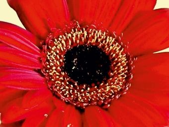 Produktbild: CALVENDO Puzzle Rote Gerbera | 1000 Teile Lege-Gr&ouml;&szlig;e 64x48cm Foto-Puzzle f&uuml;r gl&uuml;ckliche Stunden