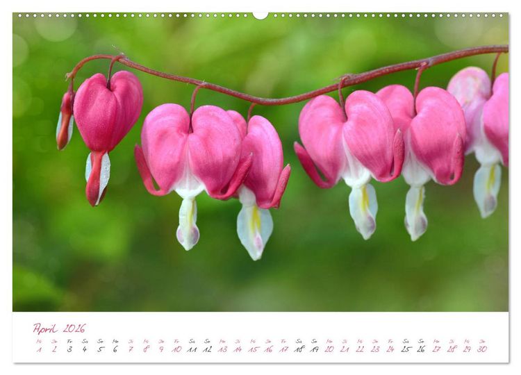 Produktbild: Bl&uuml;tentr&auml;ume in violett und pink (Wandkalender 2026 DIN A2 quer), CALVENDO Monatskalender