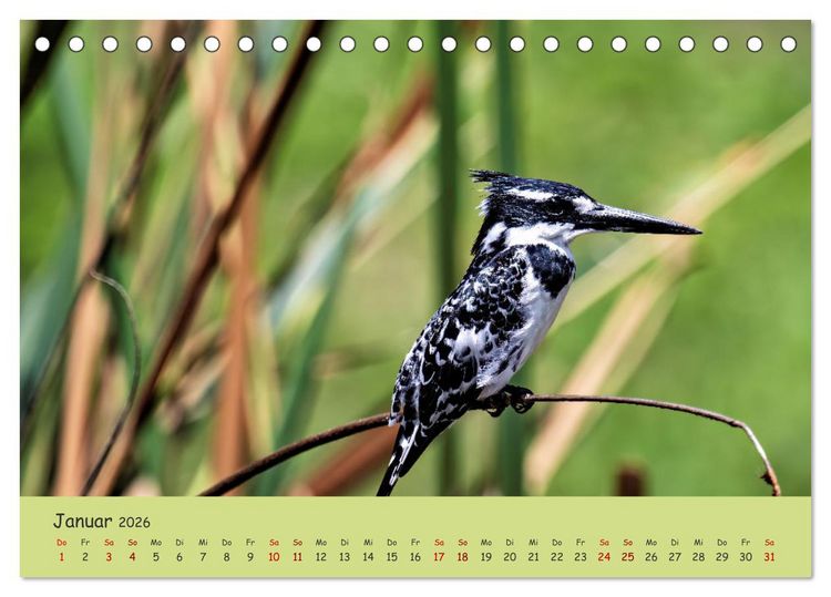 Produktbild: Gefiederte Sch&ouml;nheiten Ostafrikas (Tischkalender 2026 DIN A5 quer), CALVENDO Monatskalender