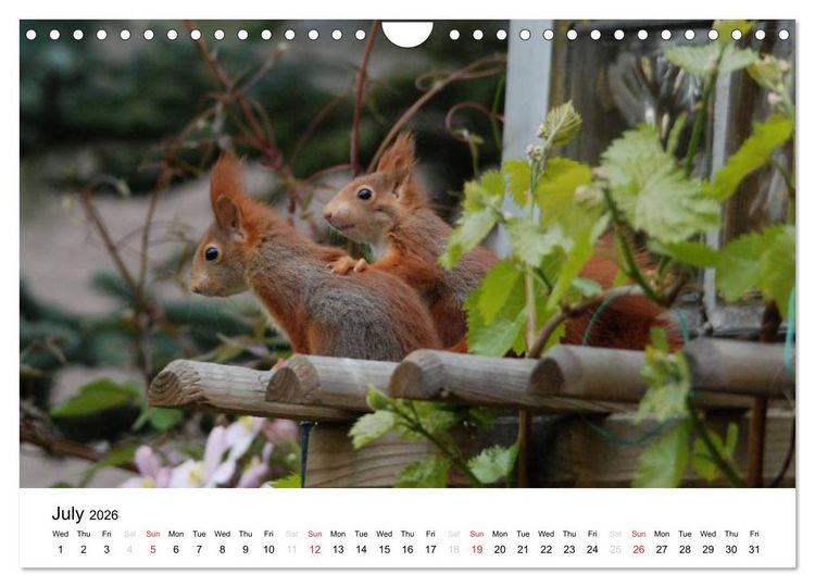 Produktbild: The red squirrels (Wall Calendar 2026 DIN A4 landscape), CALVENDO 12 Month Wall Calendar